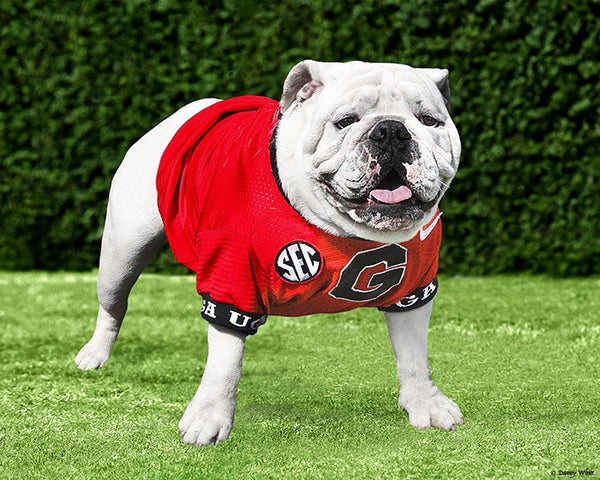 Photos: Boom the Bulldog takes his place as Uga XI at G-Day